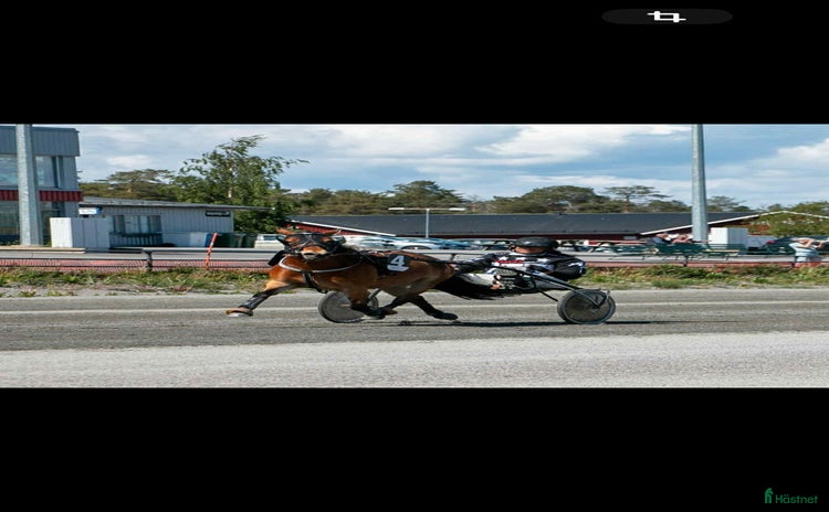  hästar i Umeå - Annons 1