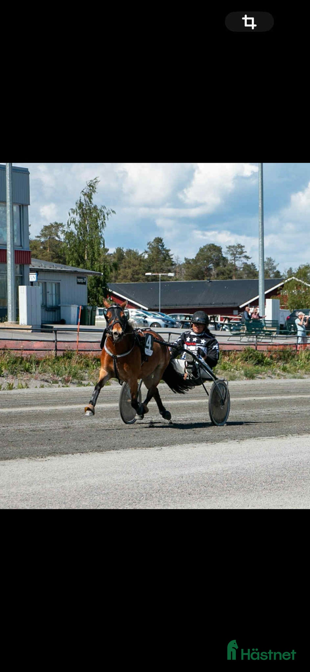 Allround hästar till salu: Snällt Russsto säljes i Umeå - Annons 2