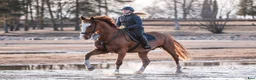 Allround hästar till salu: Trygg och trevlig allroundhäst med potential - Annons 3