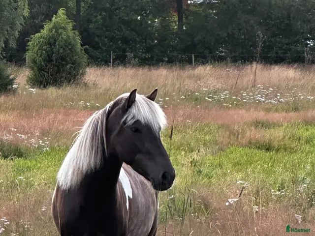 hästar Drömislandshäst - Annons 1
