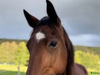 hästar Ridtravare för hobbyridning i Storfors - Annons 10