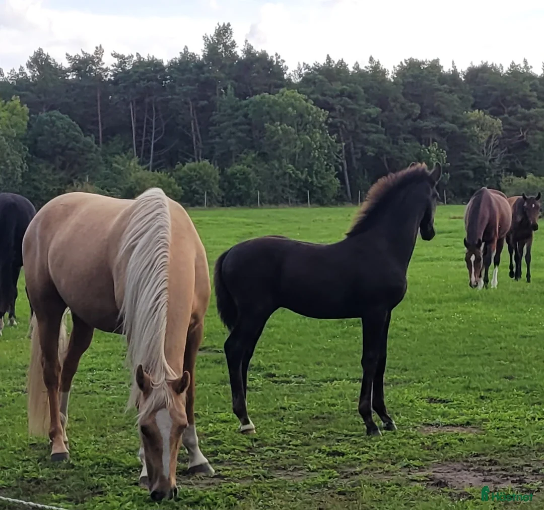 Allround hästar till salu: Högrest ettåring - Annons 7