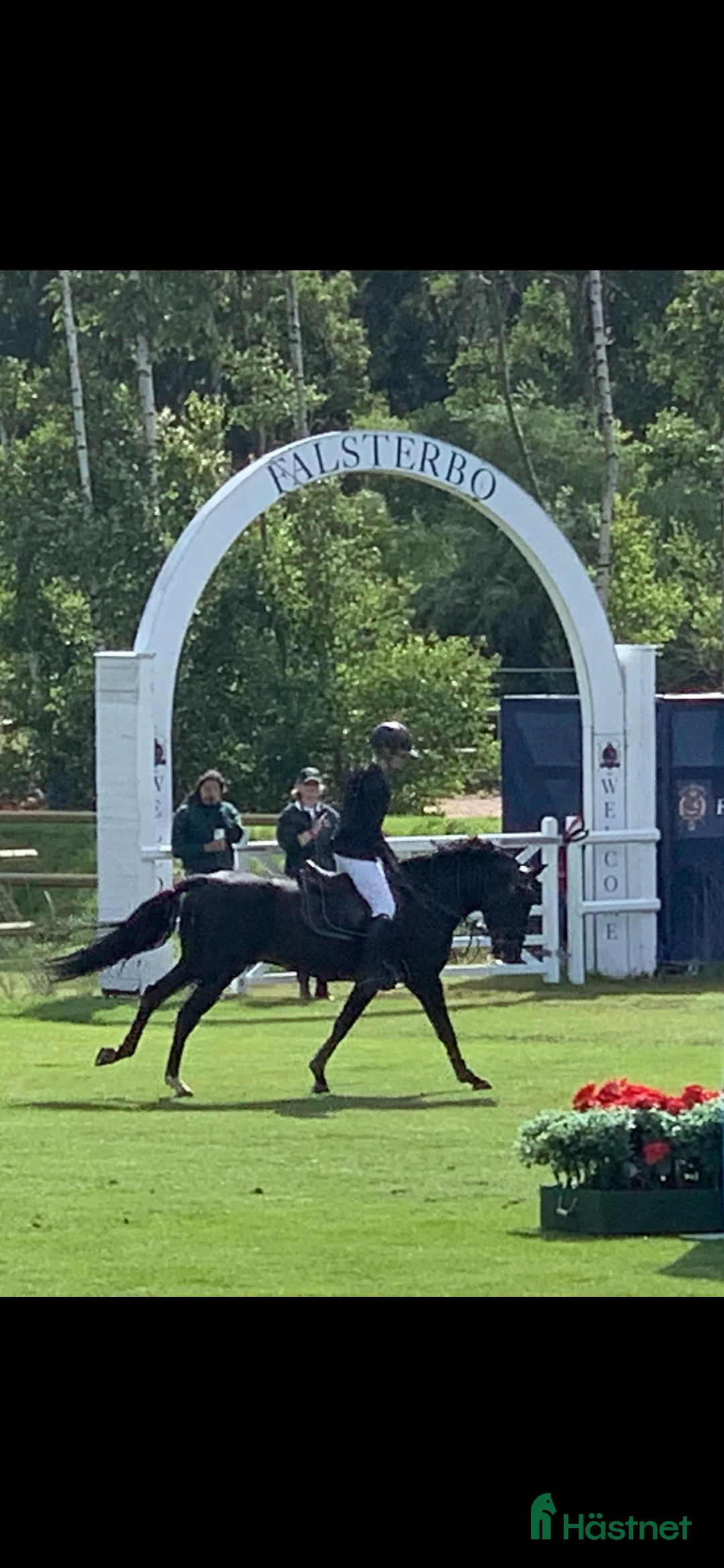 Hoppning hästar till salu: Läromästare och bästa vän!! - Annons 10