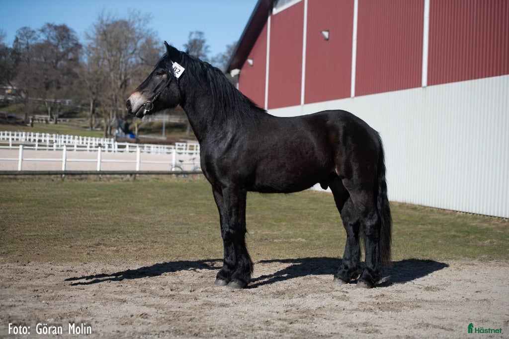  hästar Nordsvensk med utstrålning  - Annons 16