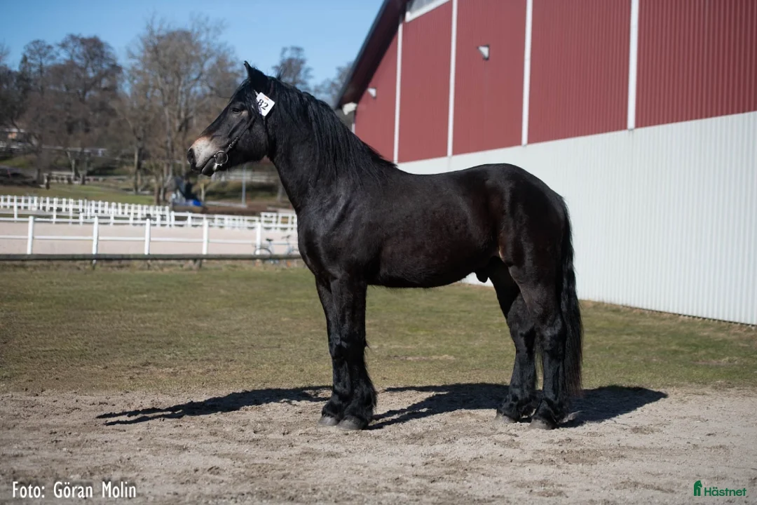Allround hästar till salu: Nordsvensk med utstrålning  - Annons 1