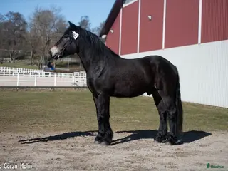 hästar Nordsvensk med utstrålning - Annons 16