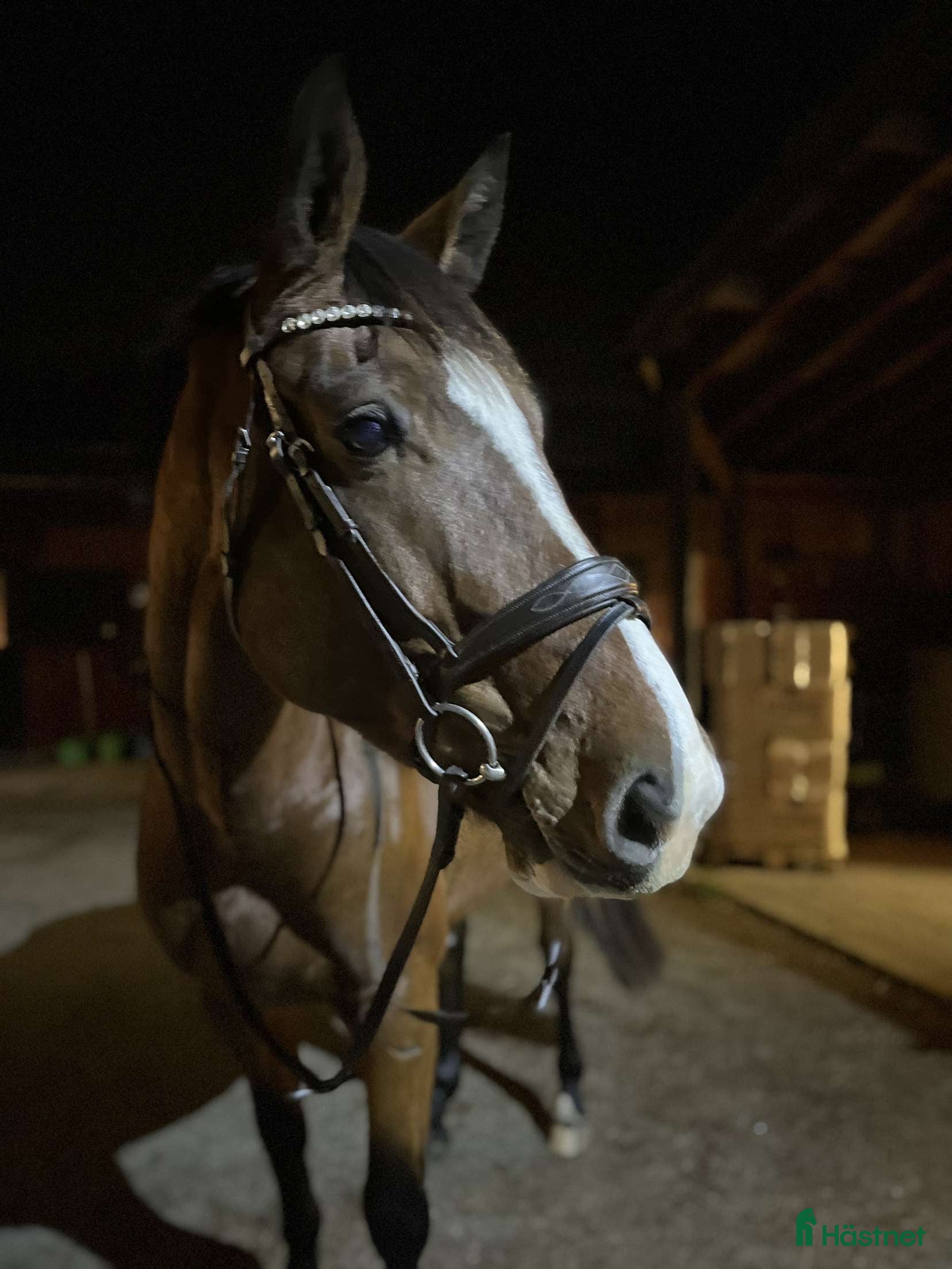  hästar Diamond in the rough - Annons 5