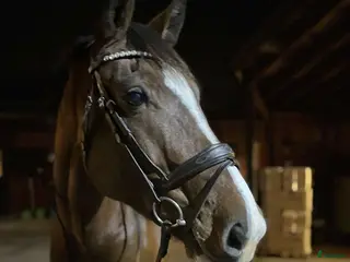 hästar Diamond in the rough - Annons 5