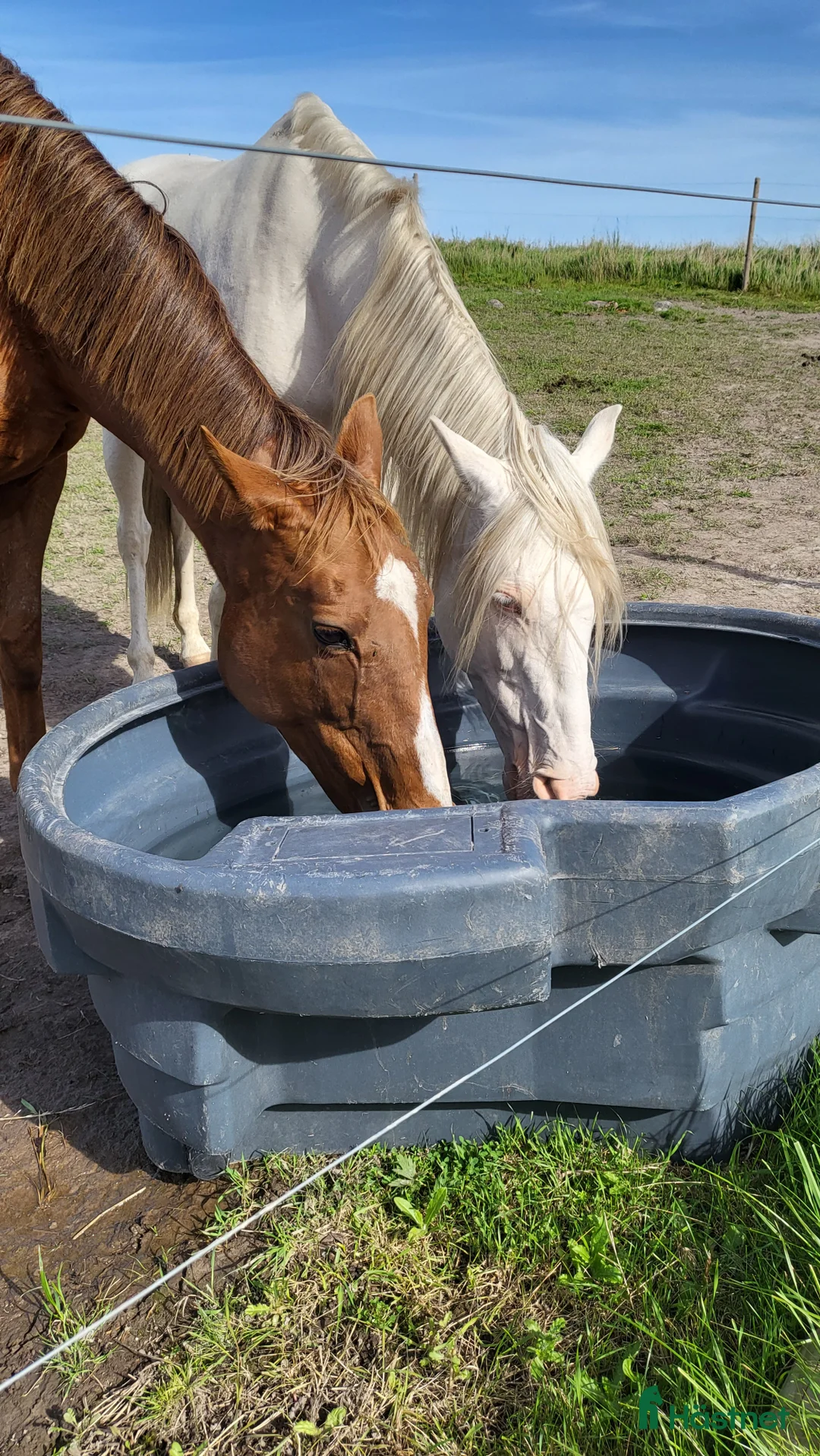  stallplats finnes: Lösdrifts- & boxplatser! - Annons 6