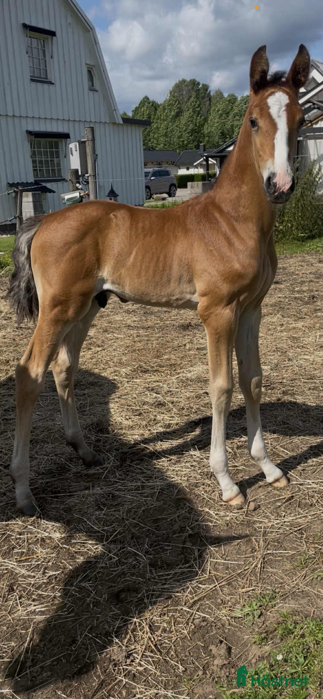 Hoppning hästar till salu: Ett föl för framtiden  i Ambjörnarp - Annons 7