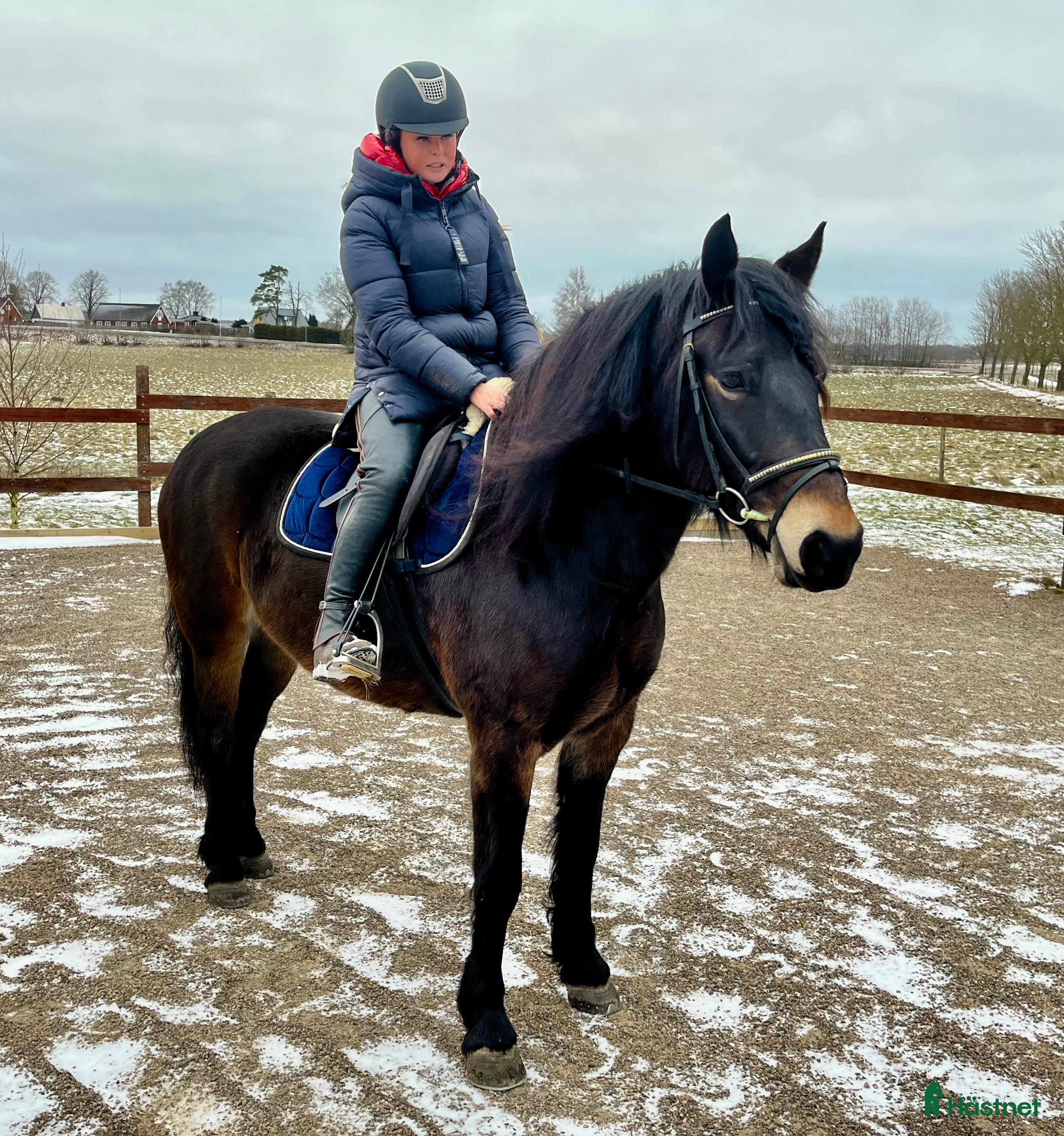  hästar Fint kallblods sto på 5 år. i Klippan - Annons 9