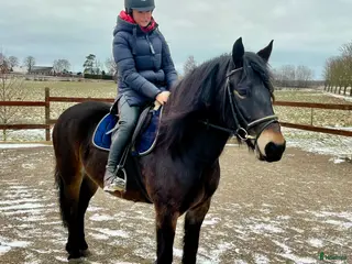 hästar Fint kallblods sto på 5 år. i Klippan - Annons 9