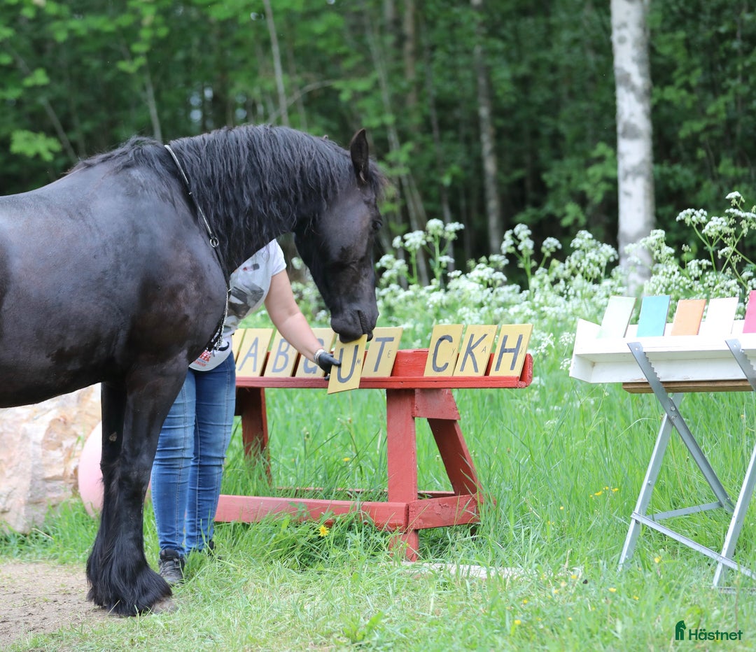 Allround hästar till salu: **Exceptional Horse for Sale** - Annons 27