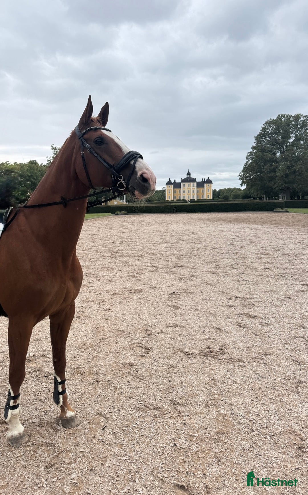 Allround hästar till salu: Avelsto Anglo/halvblod ev.lättare ridning  i Köping - Annons 3