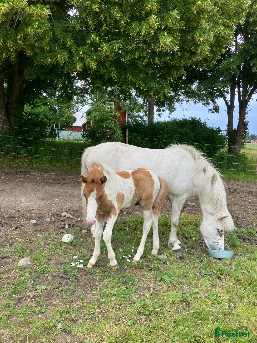 Island hästar till salu: Unghäst  - Annons 3