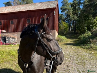 foderhäst Trevlig träningskompis för den erfarna i Västerås - Annons 19