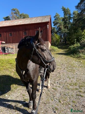 foderhäst i Västerås - Annons 5