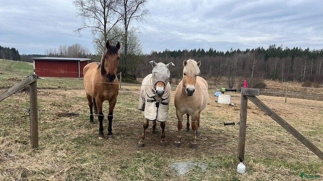  stallplats finnes: Lösdrift Tenhult i Tenhult - Annons 1