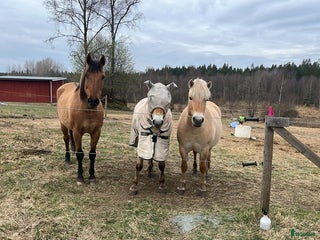 stallplats finnes: Lösdrift Tenhult i Tenhult - Annons 1