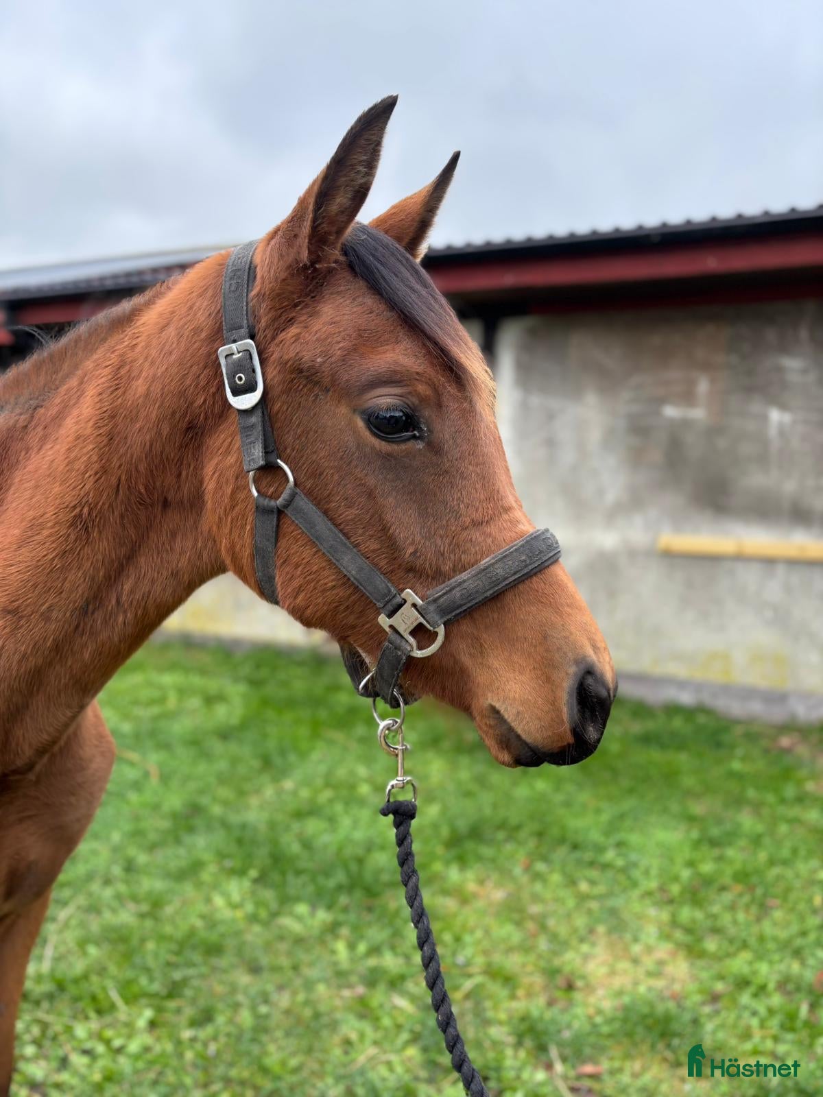  hästar Talangfullt dressyr sto född 2024 i Anderslöv - Annons 10