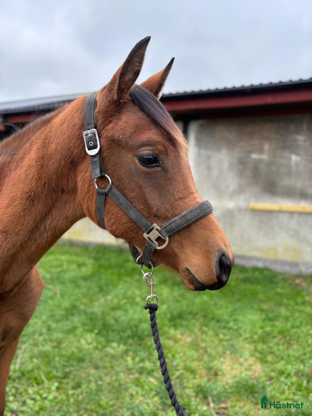 Dressyr hästar till salu: Talangfullt dressyr sto född 2024 i Anderslöv - Annons 1