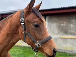 Dressyr hästar till salu: Talangfullt dressyr sto född 2024 i Anderslöv - Annons 2