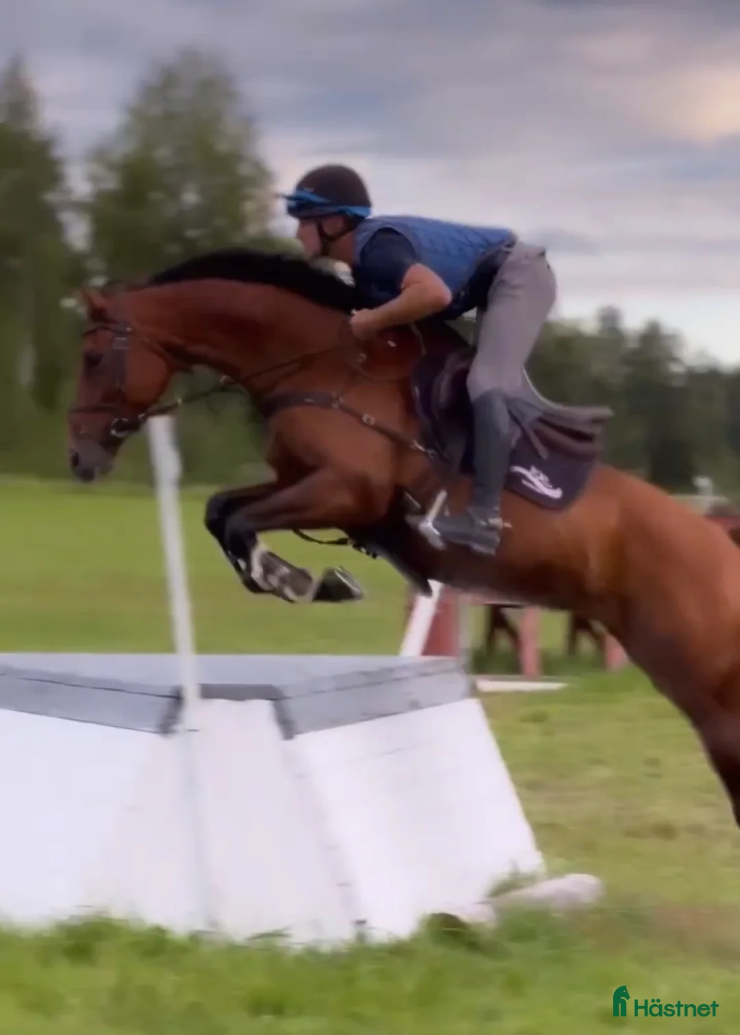 Avelshästar hästar till salu: Prestationssto till avel  i Tystberga - Annons 4