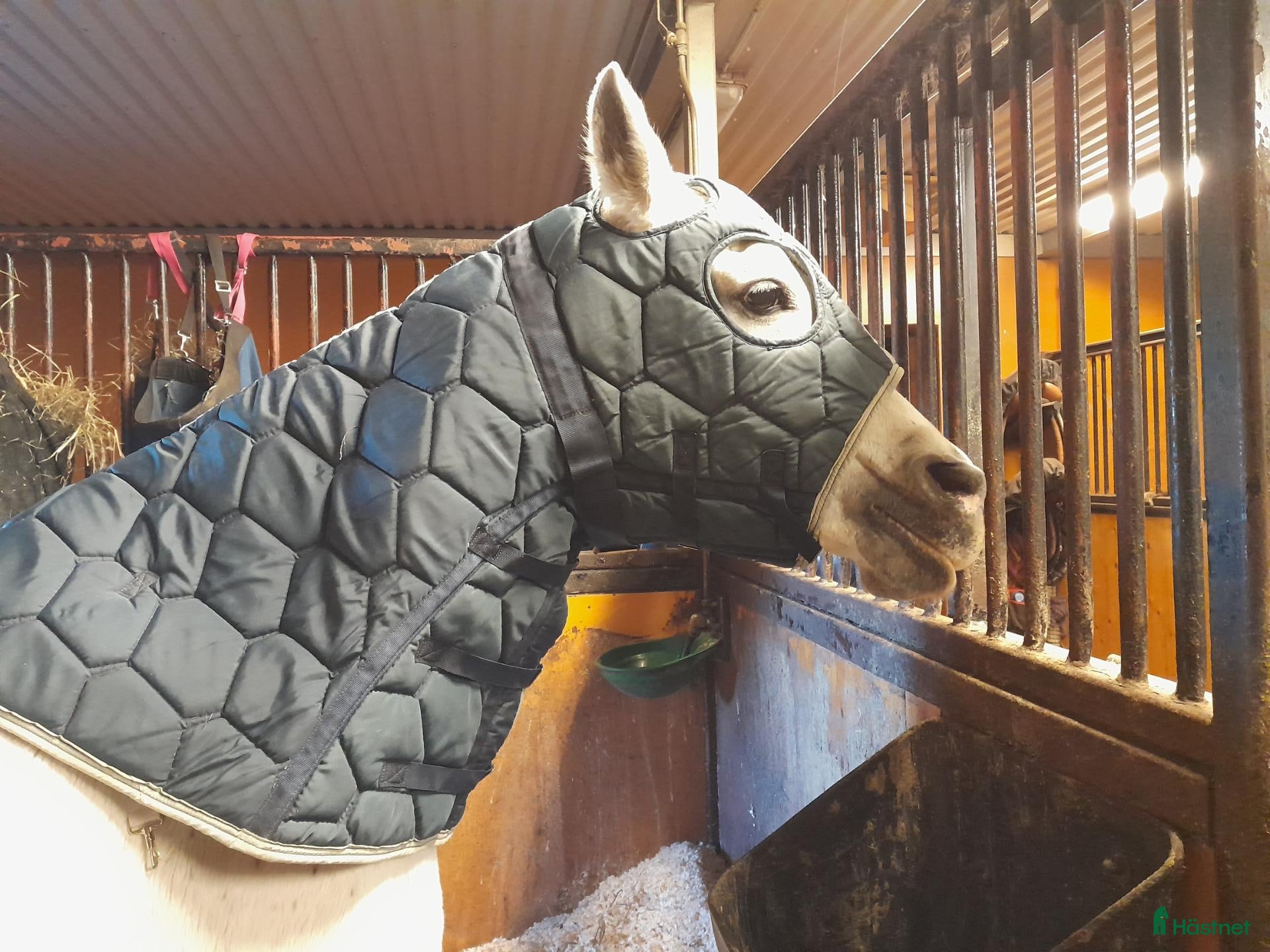 Täcken hästutrustning Medium (Arab) fodrad show-huva - Annons 3