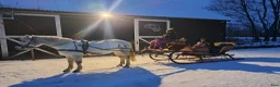 Hoppning hästar till salu:  Connemara Sport Pony - Annons 7
