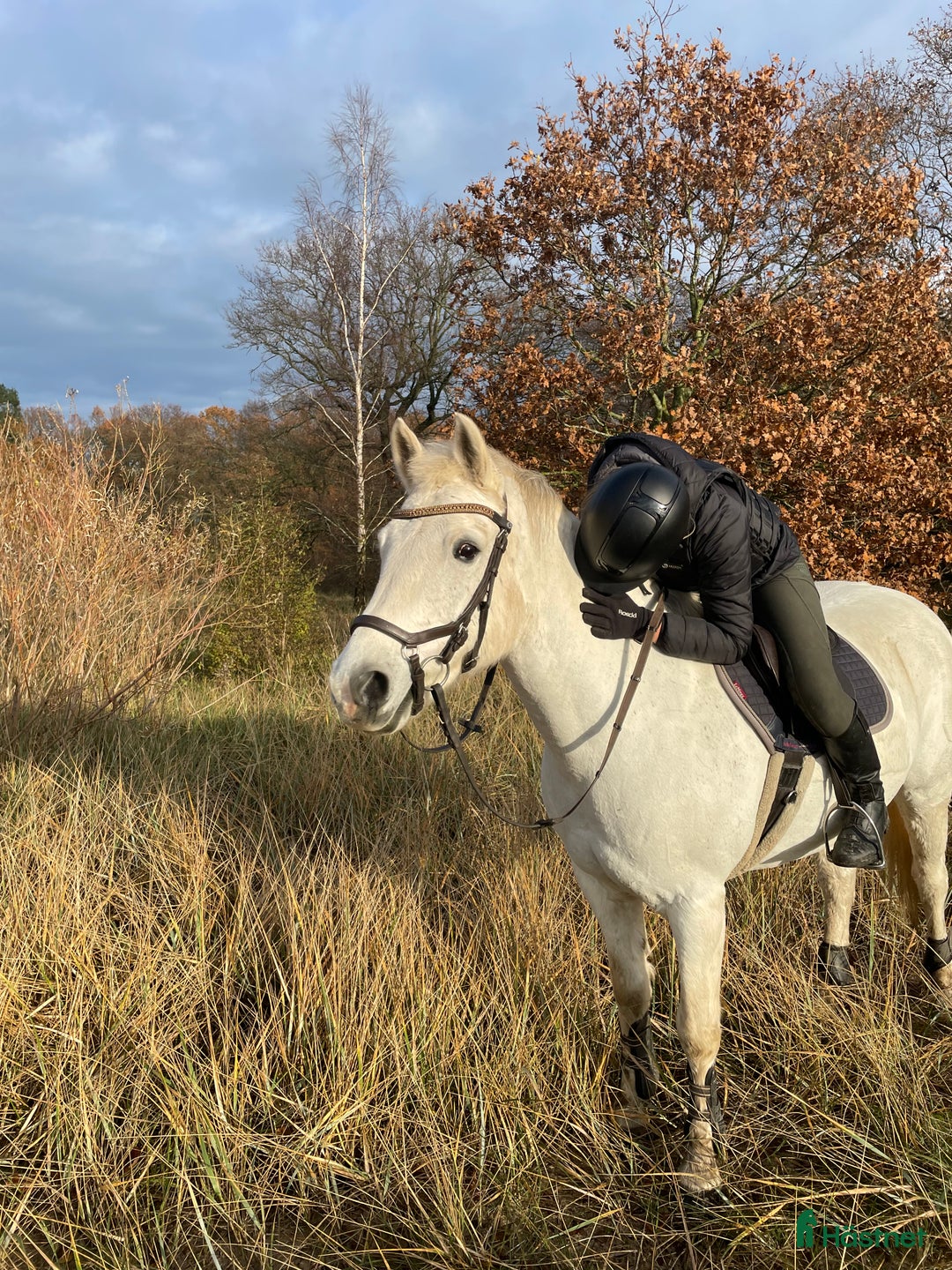 Hoppning hästar till salu: Snäll och rolig C-ponny i Hurva - Annons 5