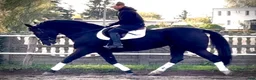 Allround hästar till salu: Hajli–Lovely Silesian Mare|169cm|Dressage&Allround - Annons 9