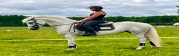 Allround hästar till salu: Lovande connemara sto! - Annons 7