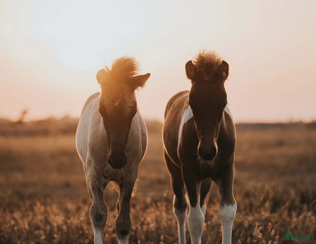  hästjobb finnes: Turridningsguide & Ridlägerledare i Mörbylånga - Annons 10