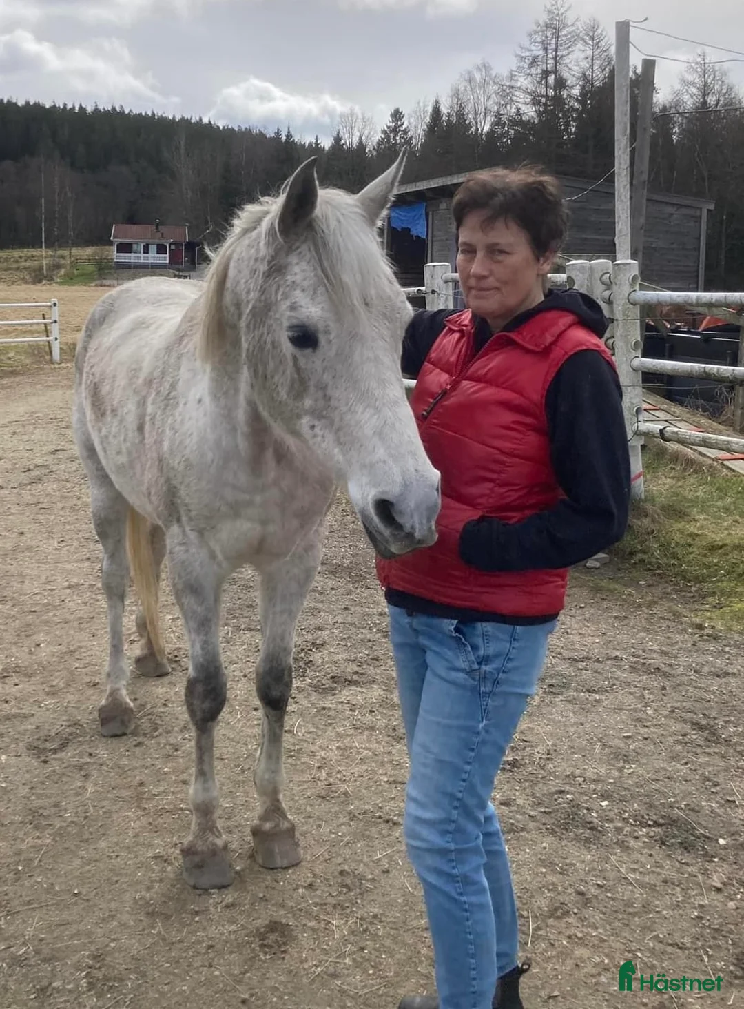  medryttarhäst finnes: Söker vuxen medryttare till PRE i Svenshögen - Annons 3