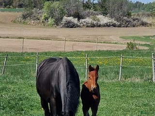 hästar Dräktig med Serious 1457 - Annons 18