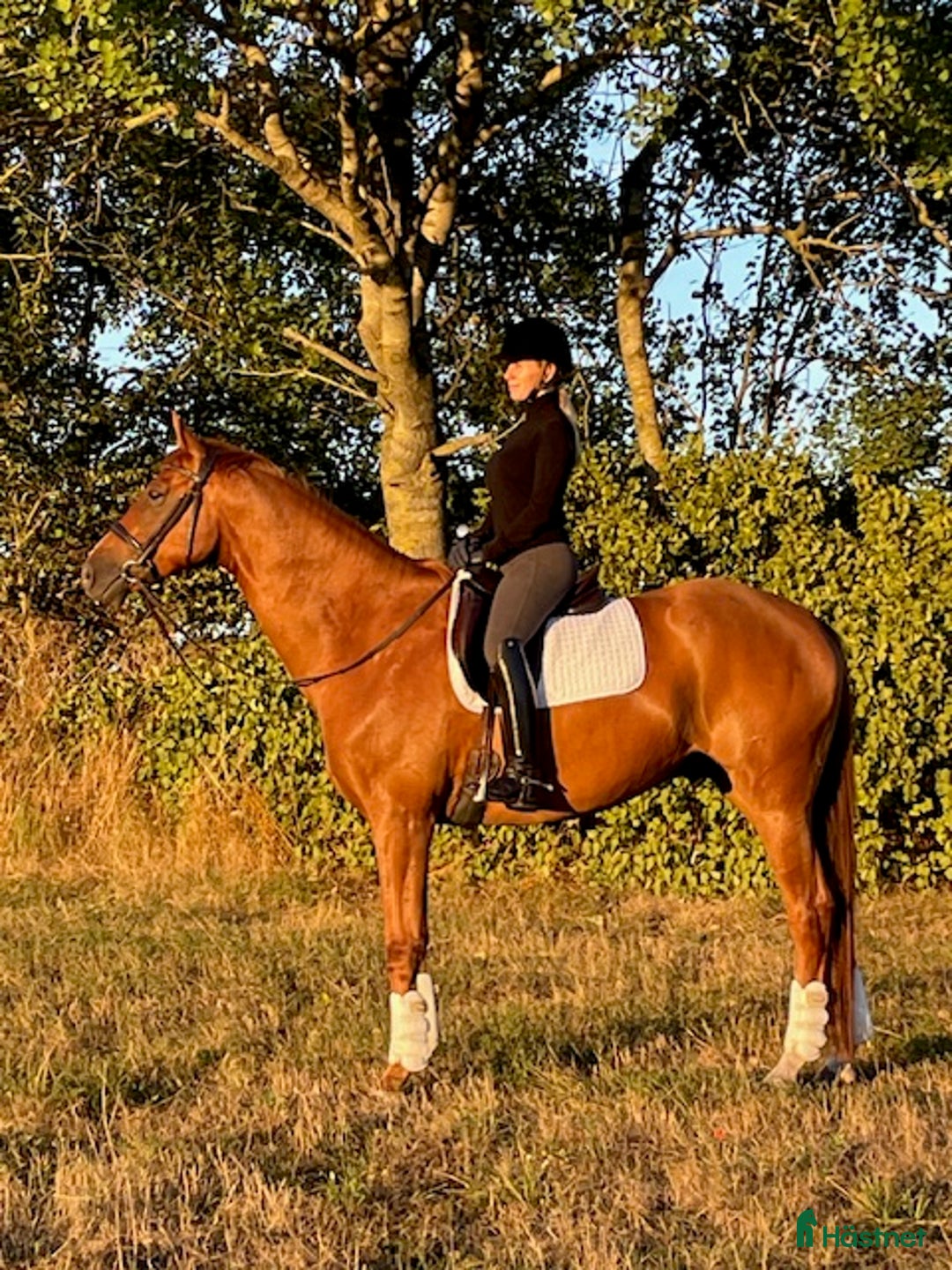 Dressyr hästar till salu: Elegant valack, 9 år, 170 cm i Kristianstad - Annons 1