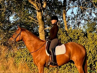 hästar Läromästare, valack, 10 år, 170 cm - Annons 4