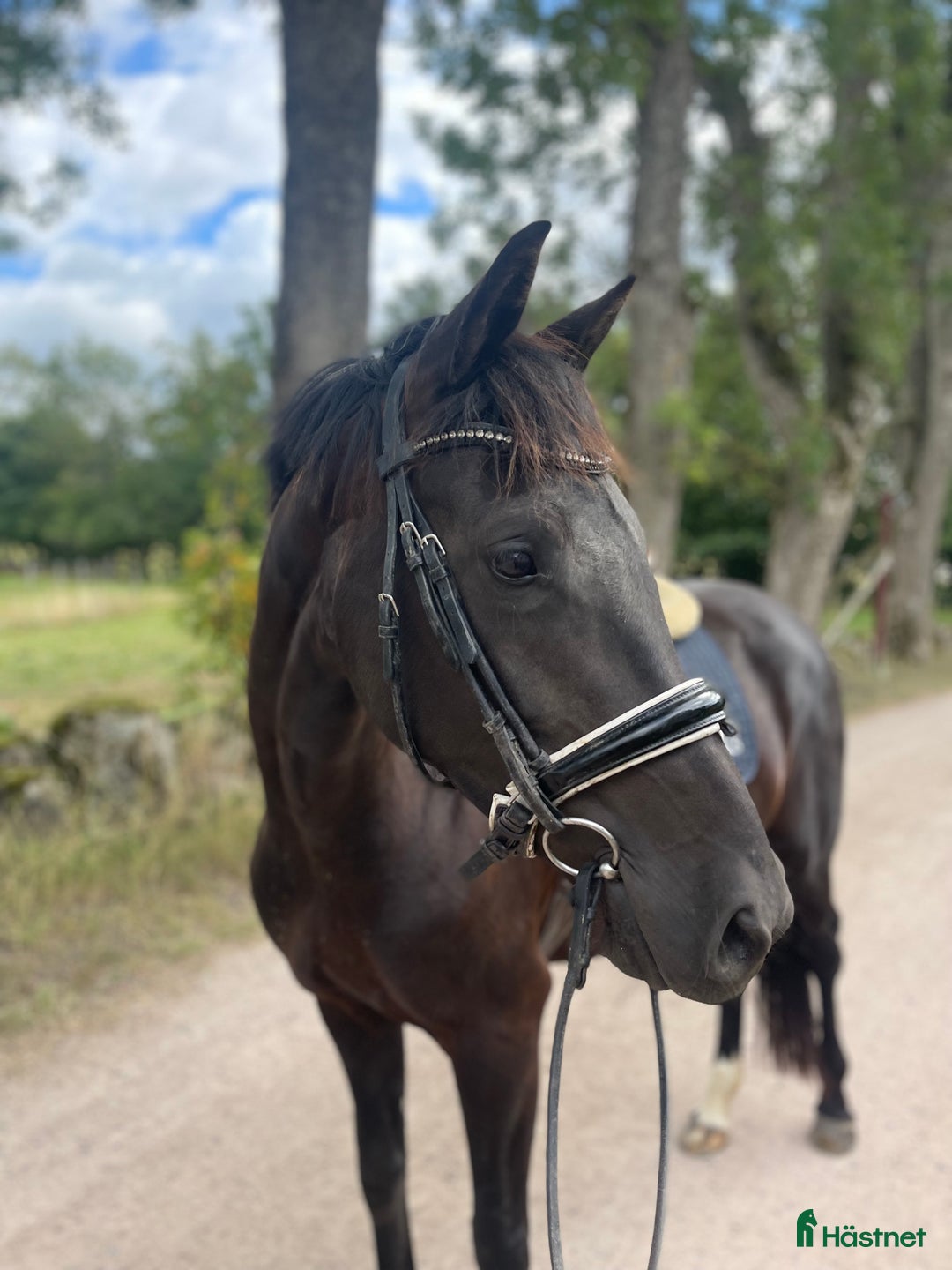 Dressyr hästar till salu: Dressyrsto i Löberöd - Annons 2