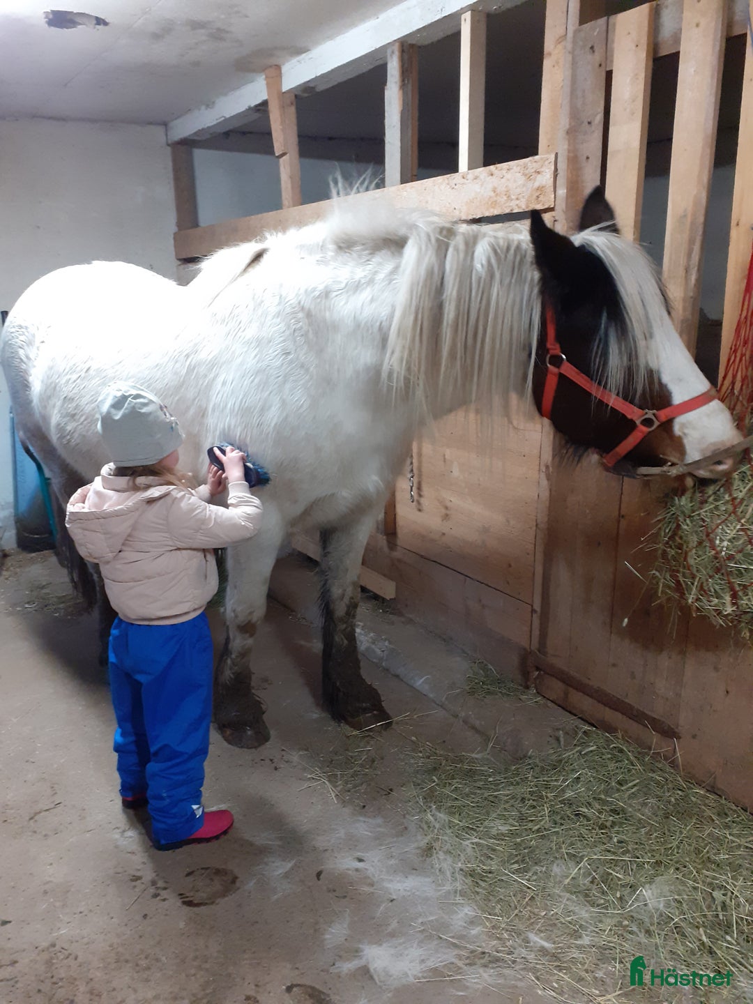 Allround hästar till salu: Mysigt projekt i Sunne - Annons 2