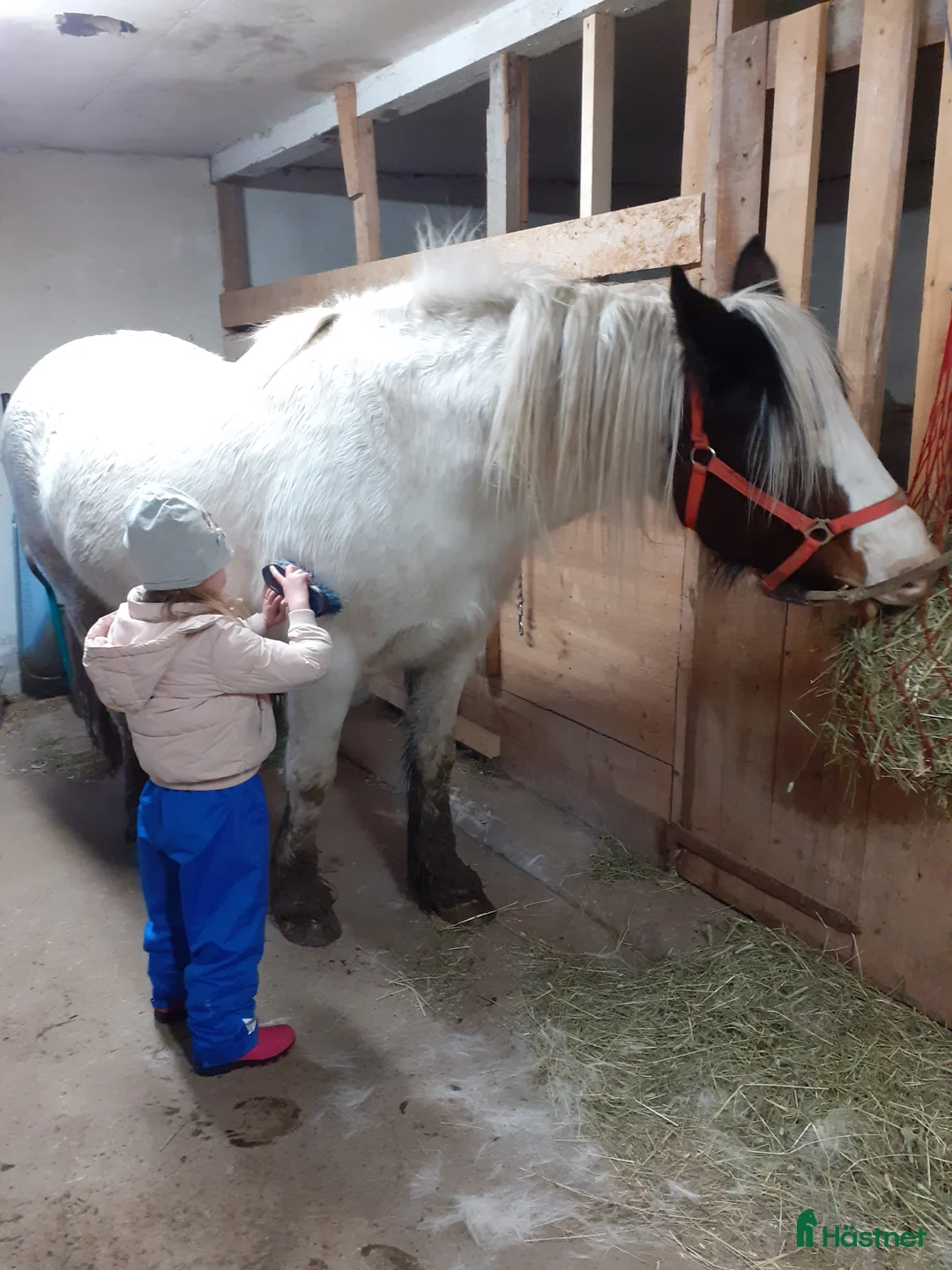 Allround hästar till salu: Mysigt projekt i Sunne - Annons 2