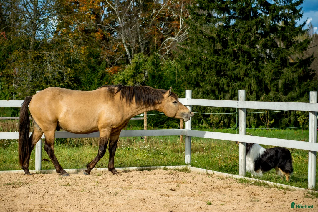 Allround hästar till salu: Guldfärgad D-ponny med fri transport inom Sverige i Helsingfors - Annons 5