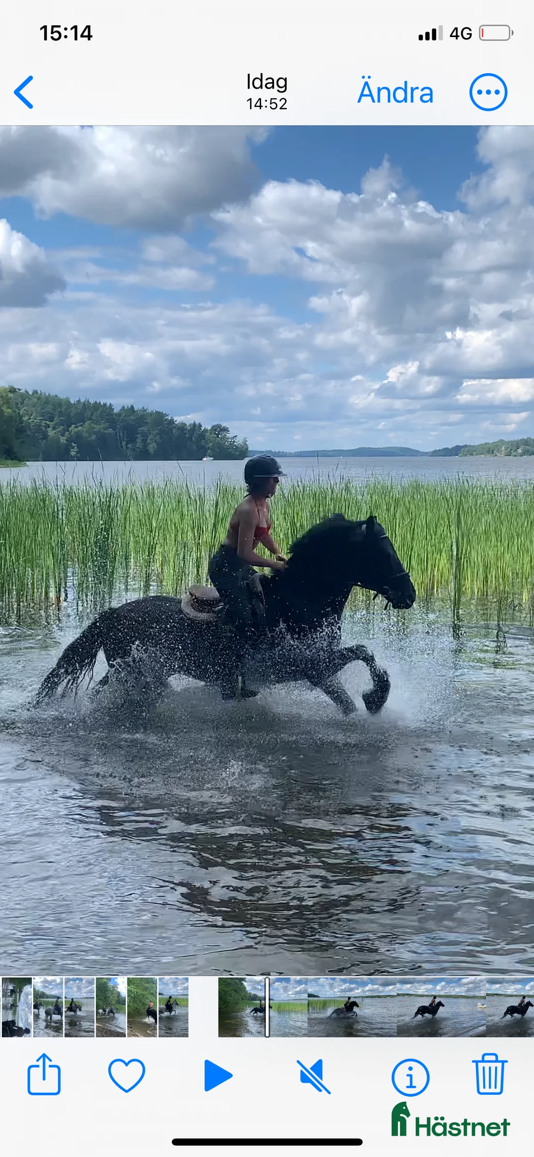 Hoppning hästar till salu: Läromästare och bästa vän!! - Annons 11