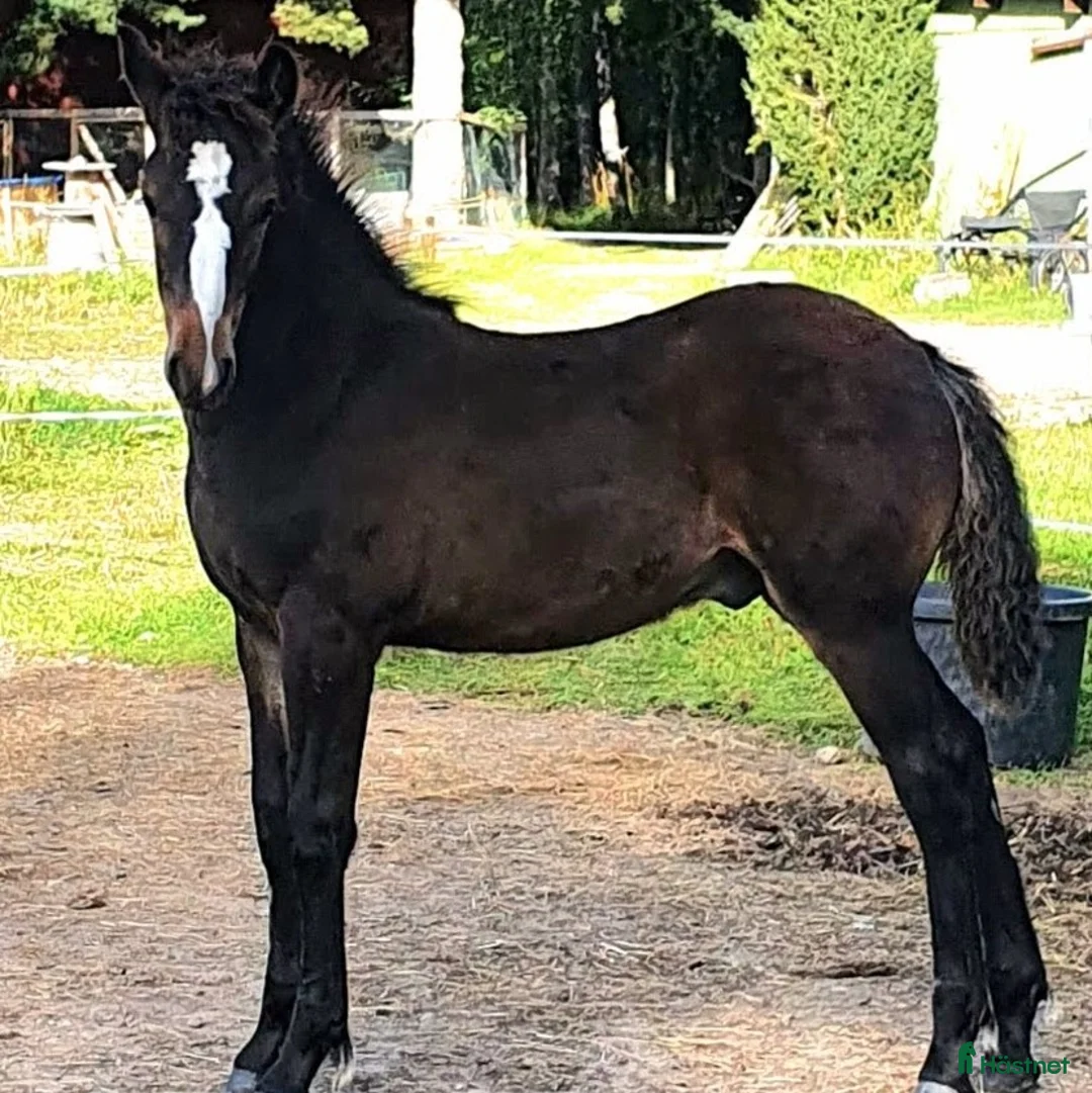 Trav hästar till salu: Kallblod 4 år - Annons 5