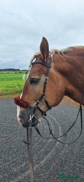 Träns hästutrustning Kombi träns,brunt JH Capitano - Annons 1