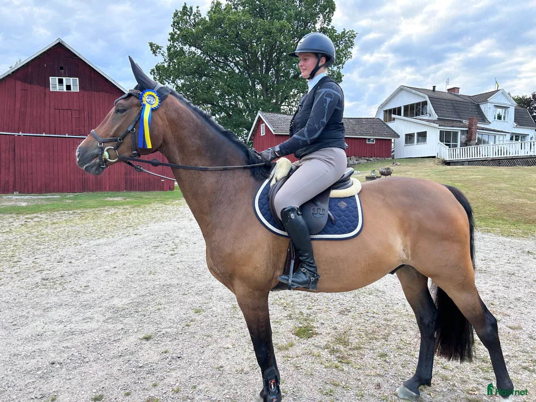 Hoppning hästar till salu: Din framtida stjärna? - Annons 1