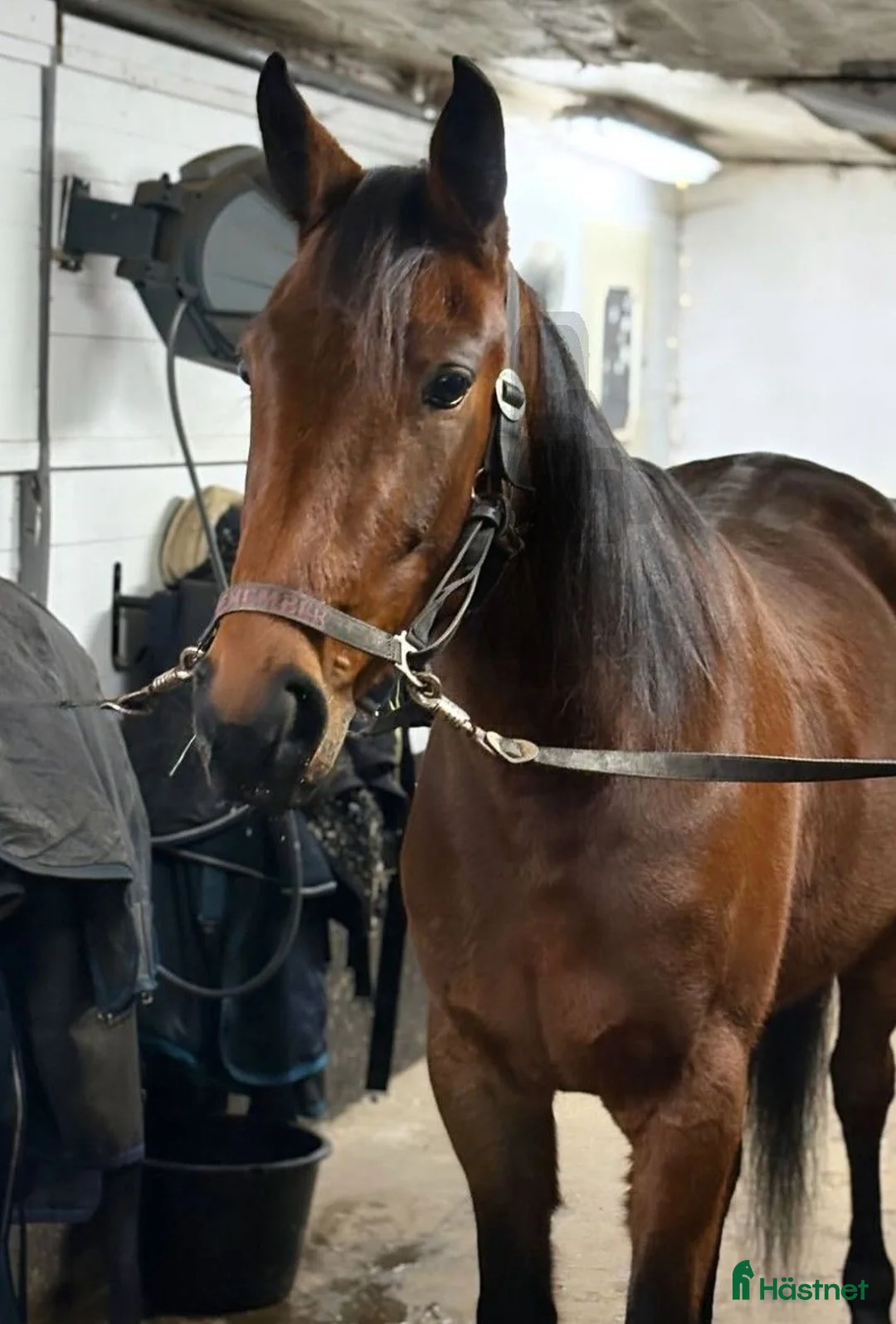 Trav hästar till salu: Någon att göra allt med. - Annons 2
