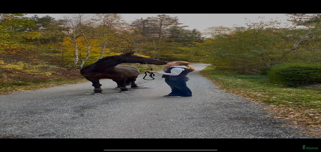 Galleribild {{count}}