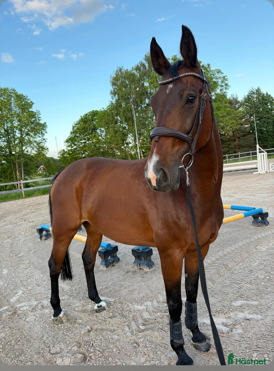 Hoppning hästar till salu: Trevligt sto med fin stam - Annons 1