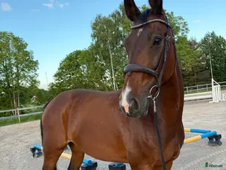 hästar Trevligt sto med fin stam - Annons 7