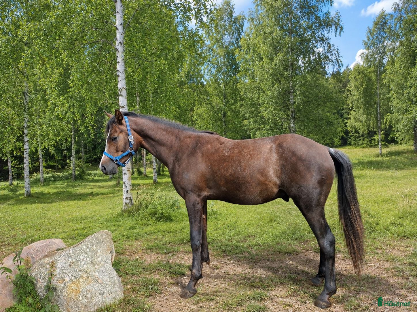  hästar Arabisk fölhingst till salu - Annons 17